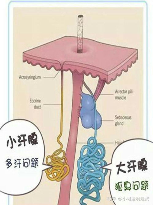 狐臭与汗臭的成因及护理指南 科学认识与有效应对方法